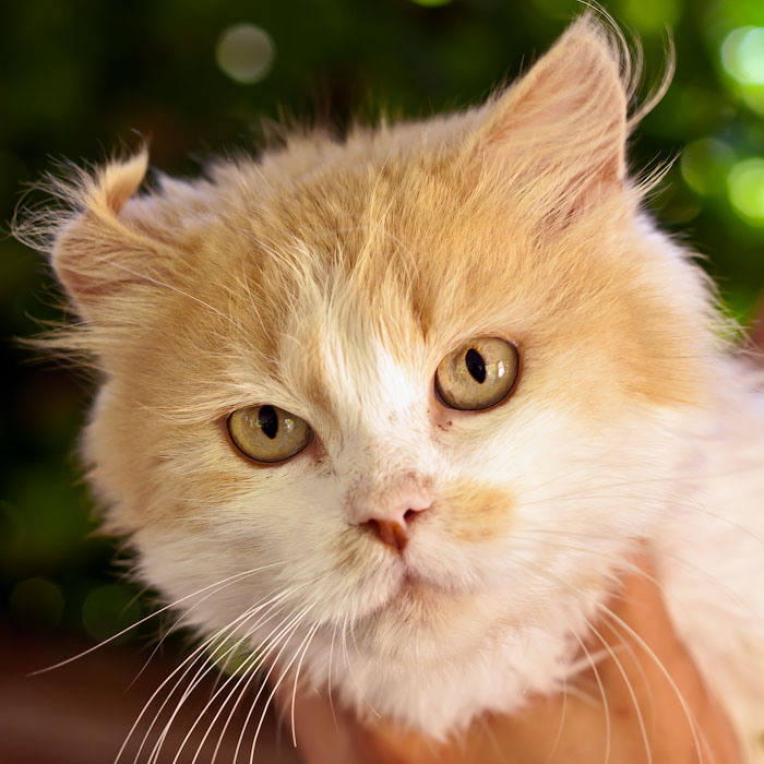 Молодому красивому гламурному почти персидскому коту нужны хозяева (2)