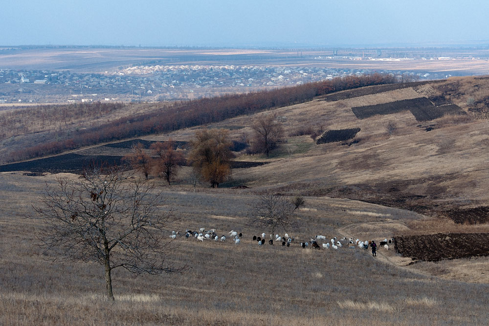 Поля у села Бульбоака Новоаненского района Республики Молдова (2)