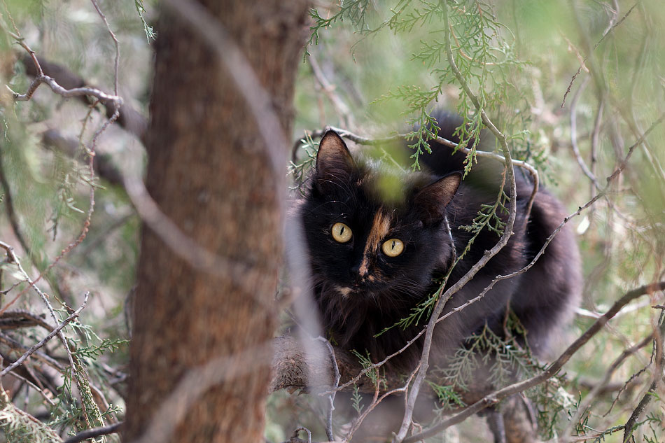 Кот прячется на дереве