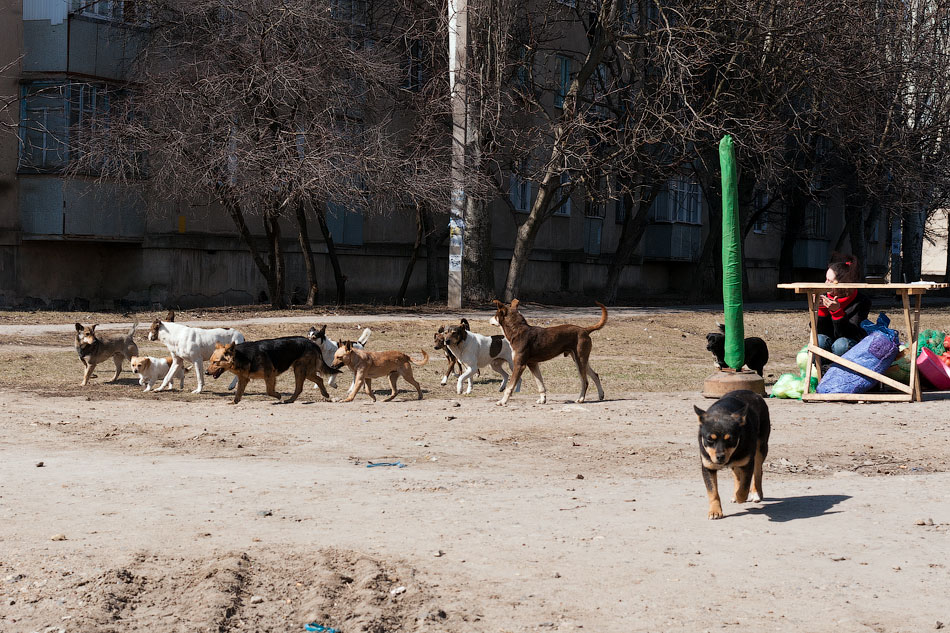Бродячие собаки в Тирасполе, в районе Балки (1)