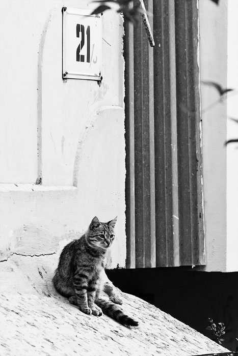 Животный мир Тирасполя: кошки и собаки (7)