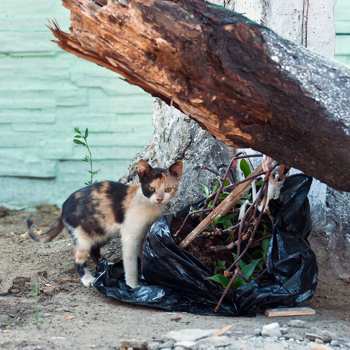 Животный мир Тирасполя: кошки и собаки (11)