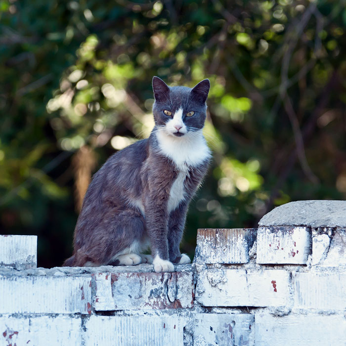 Животный мир Тирасполя: кошки и собаки (41)